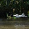 Punjab’s Wetlands Vanish: Experts Warn of Ecological Disaster