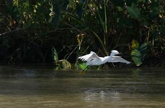 Punjab’s Wetlands Vanish: Experts Warn of Ecological Disaster