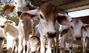 Punjab & Haryana High Court Stresses Cow’s Pious Status, Refuses Bail to Accused