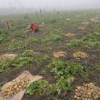 Punjab Farmers Can Export Potatoes and Kinno Through Alternative Routes