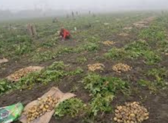 Punjab Farmers Can Export Potatoes and Kinno Through Alternative Routes